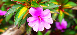 呼死你在线使用